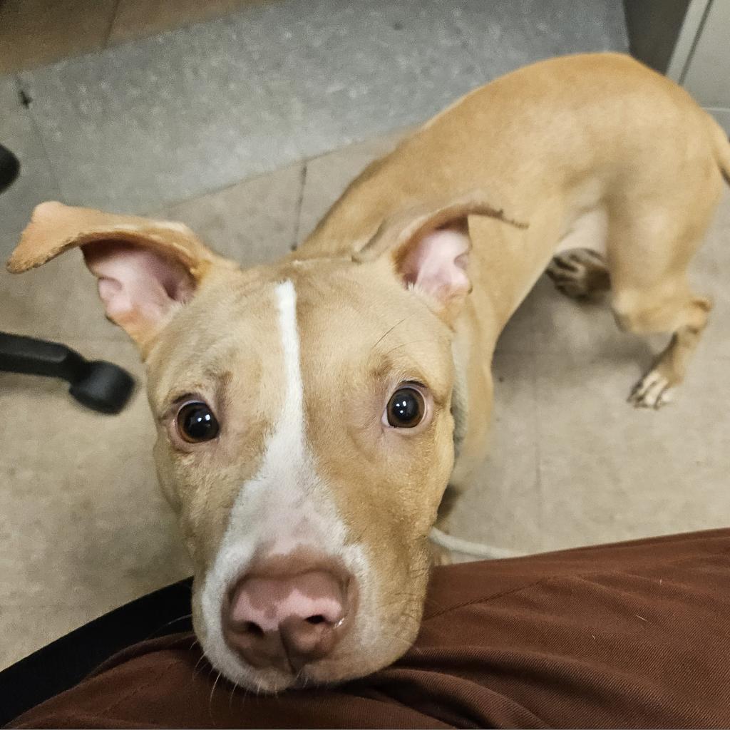 adoptable Dog in New York, NY named Lure