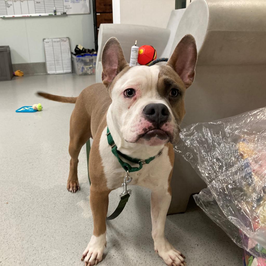 adoptable Dog in New York, NY named George