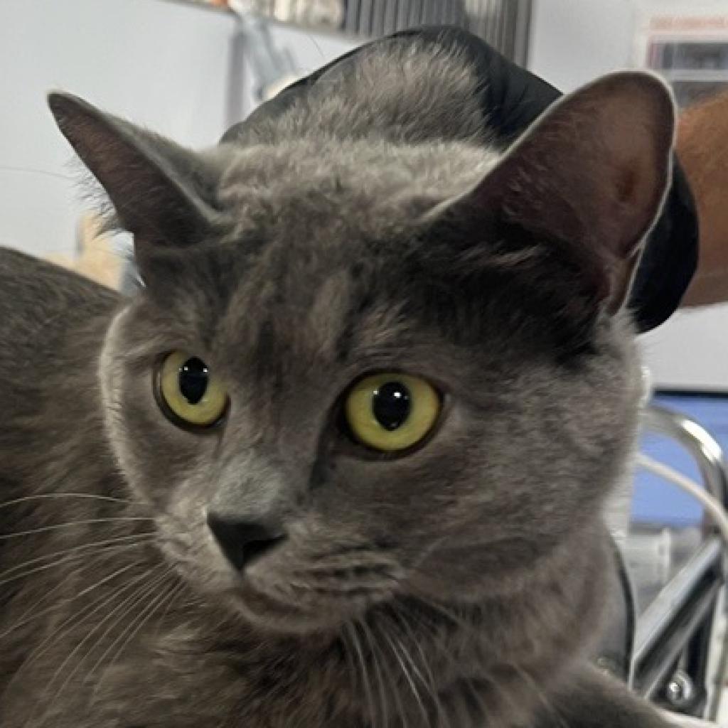 adoptable Cat in New York, NY named Gray Clouds