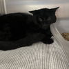 adoptable Cat in New York, NY named Moon