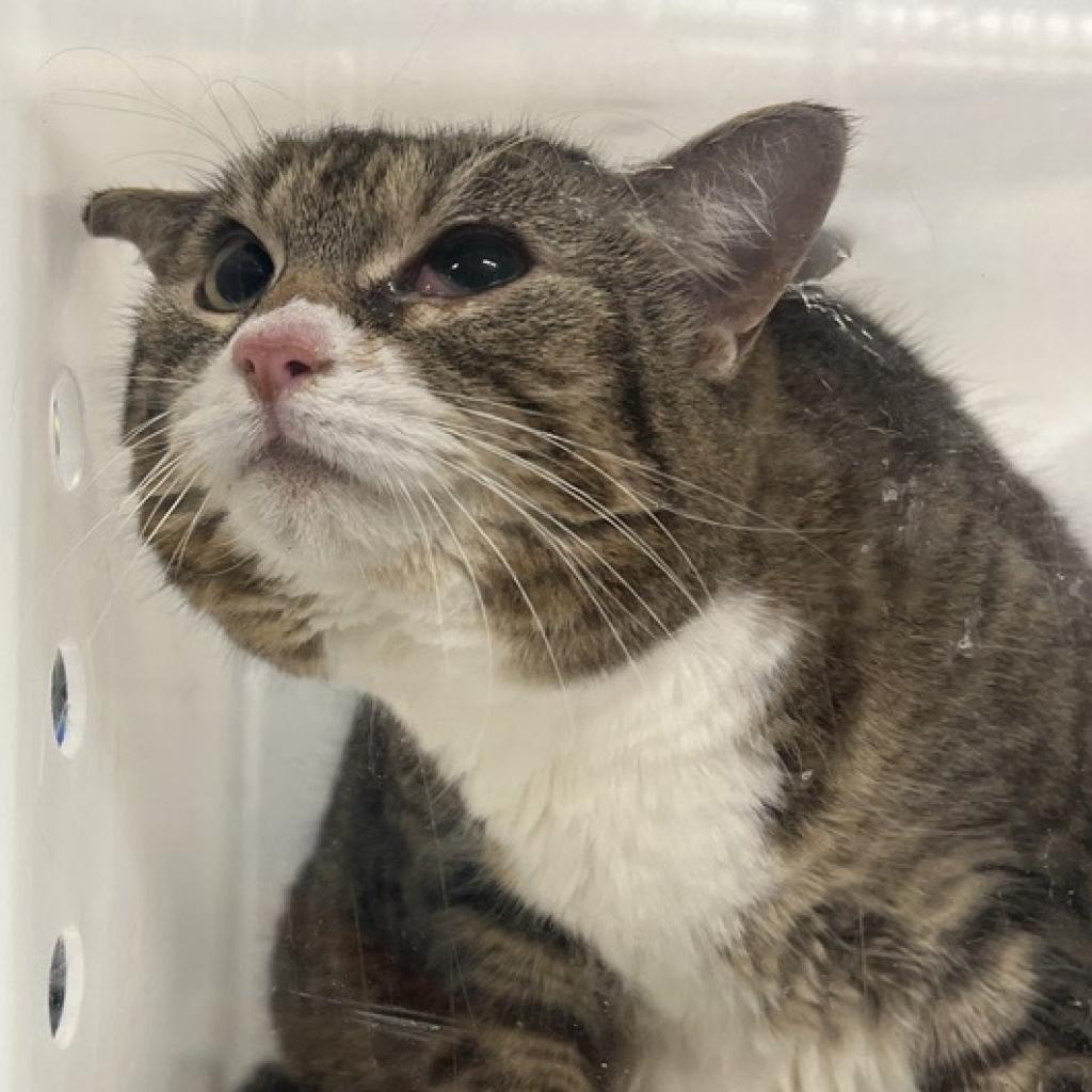 adoptable Cat in New York, NY named Riley the Wombat