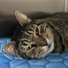 adoptable Cat in New York, NY named Leland