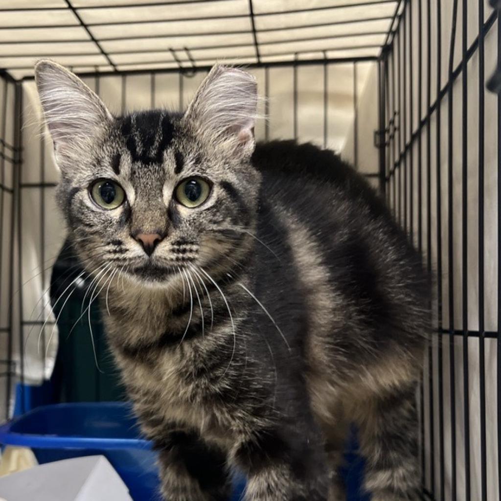 adoptable Cat in New York, NY named PJ