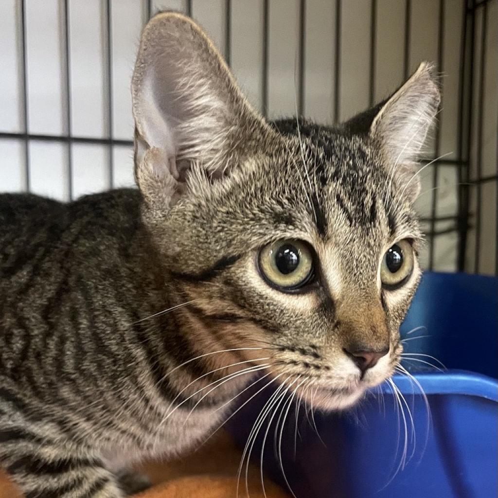 adoptable Cat in New York, NY named Maleficent