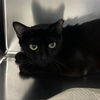 adoptable Cat in , NY named Cobris