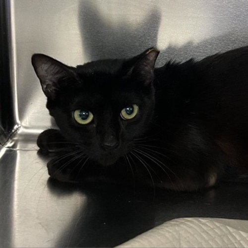 picture of the cat needing adoption