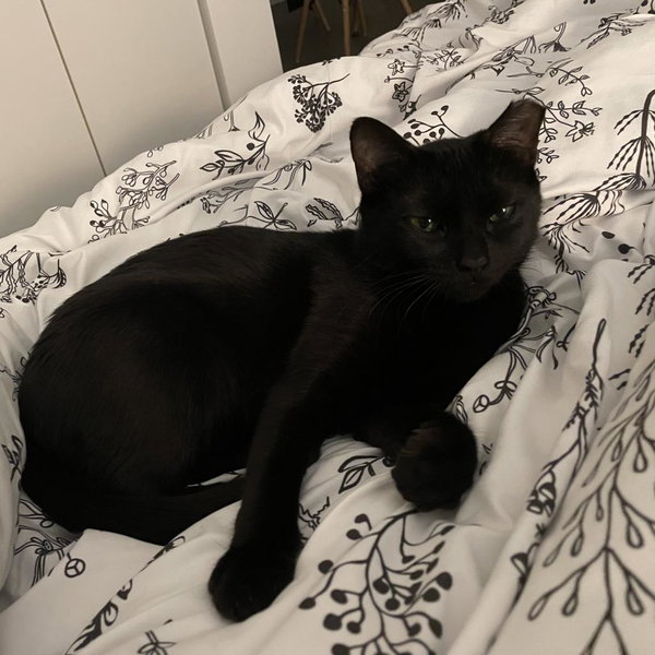Cora