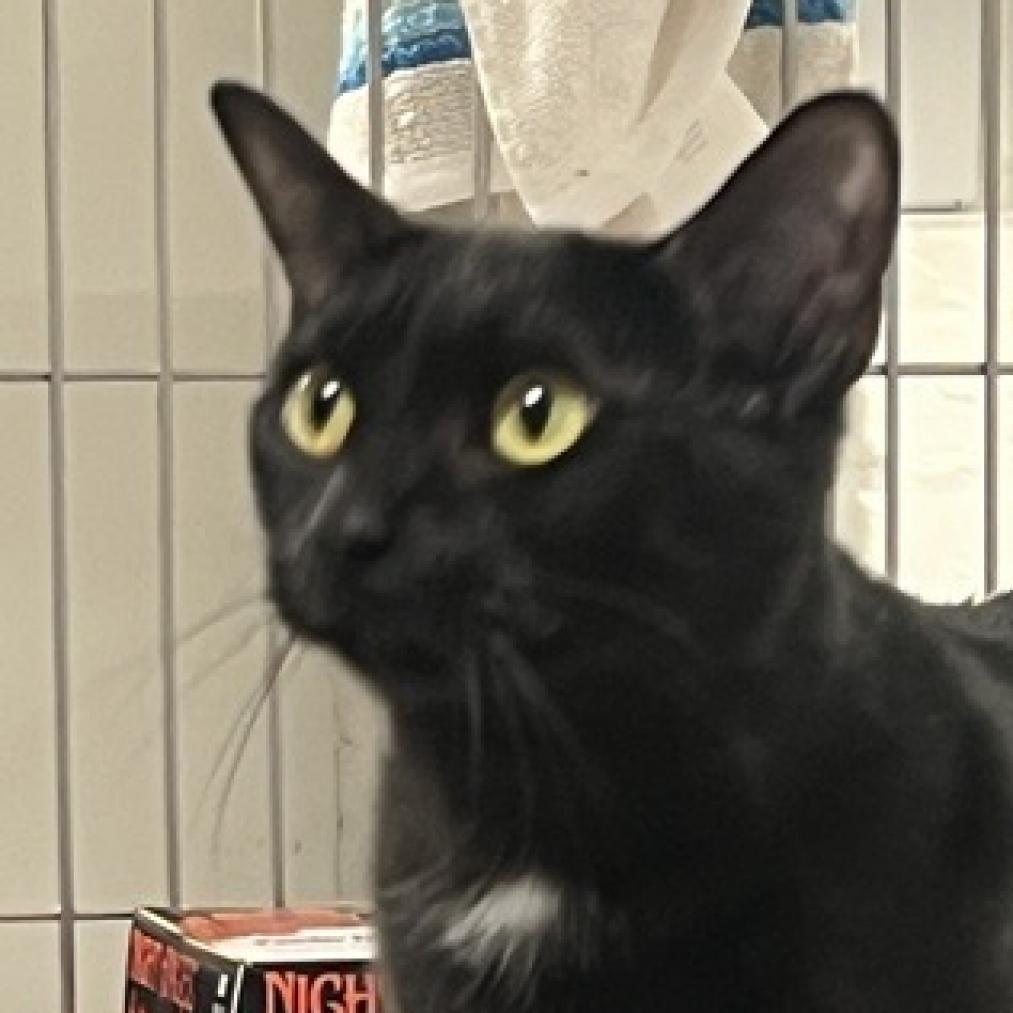 adoptable Cat in New York, NY named Mamba