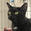 adoptable Cat in , NY named Mamba