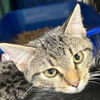 adoptable Cat in , NY named Carolina Reaper