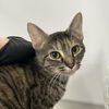 adoptable Cat in , NY named Davina