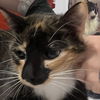 adoptable Cat in , NY named Catelyn