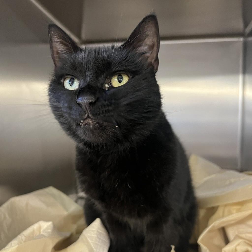 adoptable Cat in New York, NY named Lucy