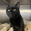 adoptable Cat in New York, NY named Lucy