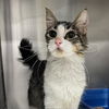 adoptable Cat in New York, NY named Valerie