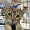 adoptable Cat in , NY named Loraine