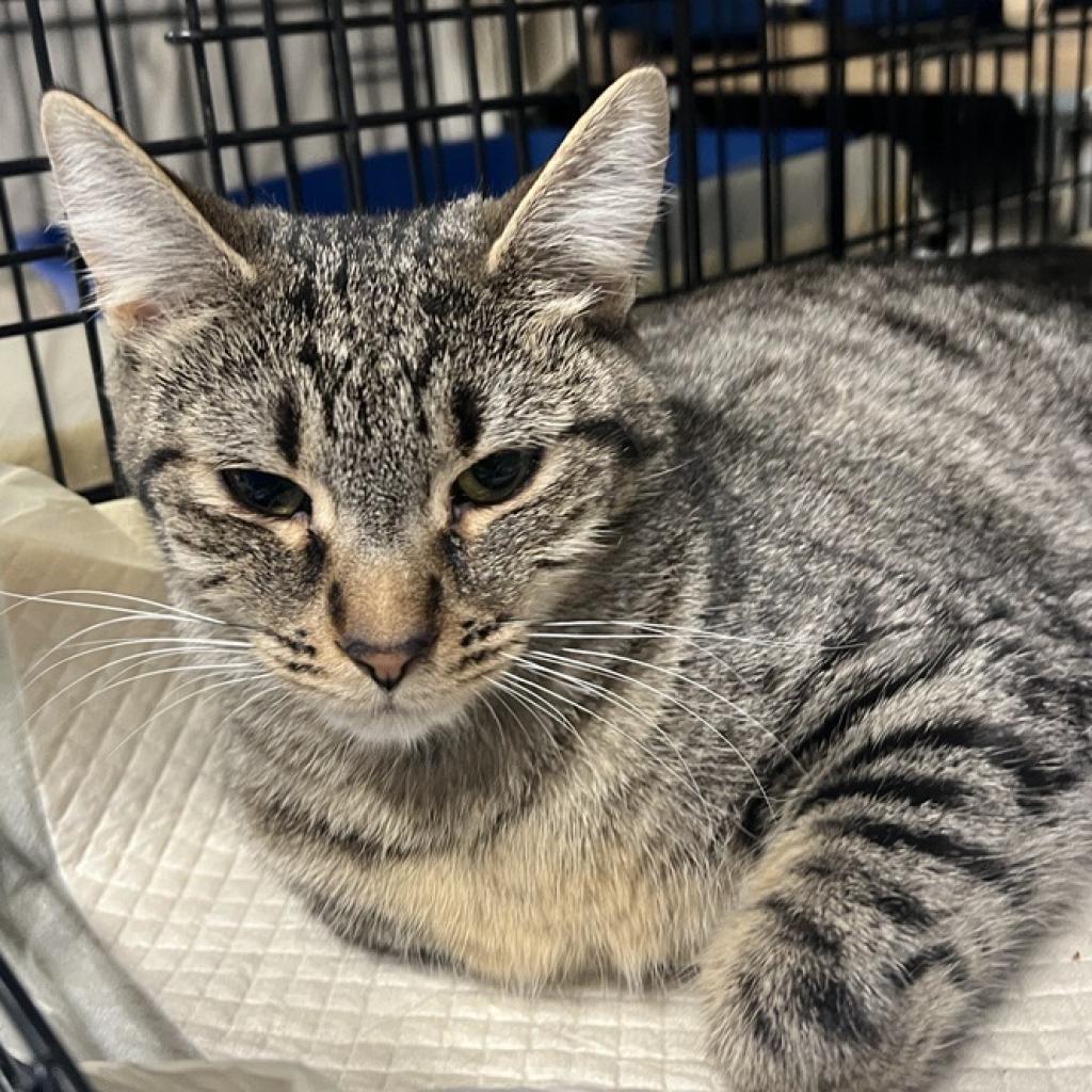 adoptable Cat in New York, NY named Miss Muffin