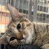 adoptable Cat in New York, NY named Conquito