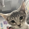 adoptable Cat in , NY named Louise