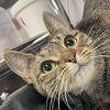 adoptable Cat in New York, NY named Patti Boyd