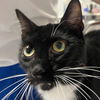 adoptable Cat in , NY named Pearl Bubbles