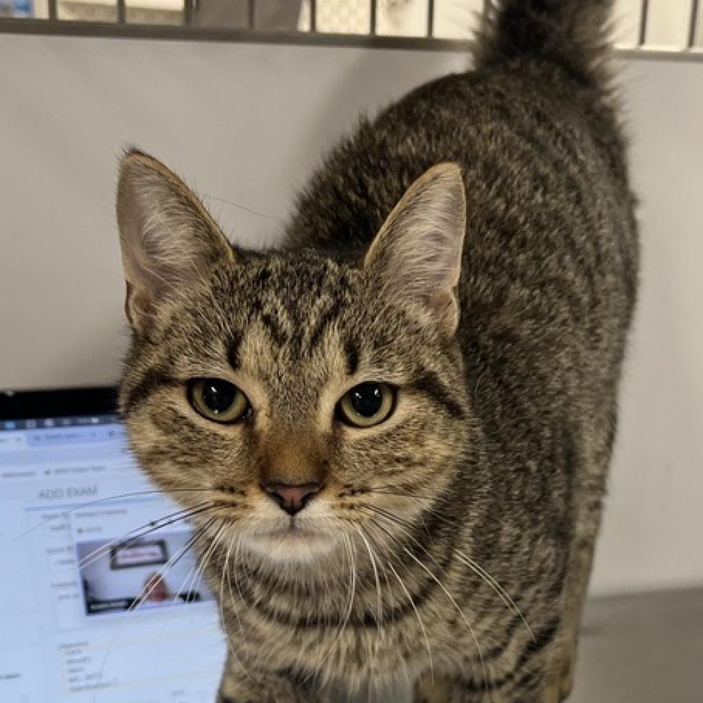 adoptable Cat in New York, NY named Twin