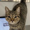 adoptable Cat in , NY named Twin