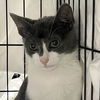 adoptable Cat in , NY named Roderic