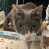 adoptable Cat in New York, NY named Paloma