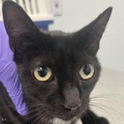 adoptable Cat in New York, NY named Cranberry Puff