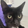 adoptable Cat in , NY named Cranberry Puff