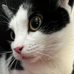 adoptable Cat in New York, NY named CJ