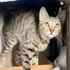 adoptable Cat in , NY named Elizabeth