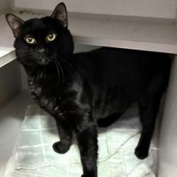 adoptable Cat in New York, NY named Sombra