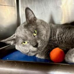 adoptable Cat in New York, NY named Blue