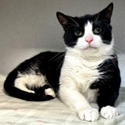 adoptable Cat in New York, NY named Tree