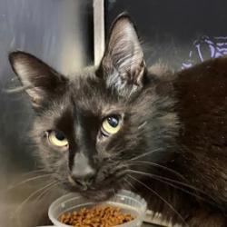 adoptable Cat in New York, NY named Barnacle