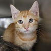 adoptable Cat in New York, NY named Other Michelle