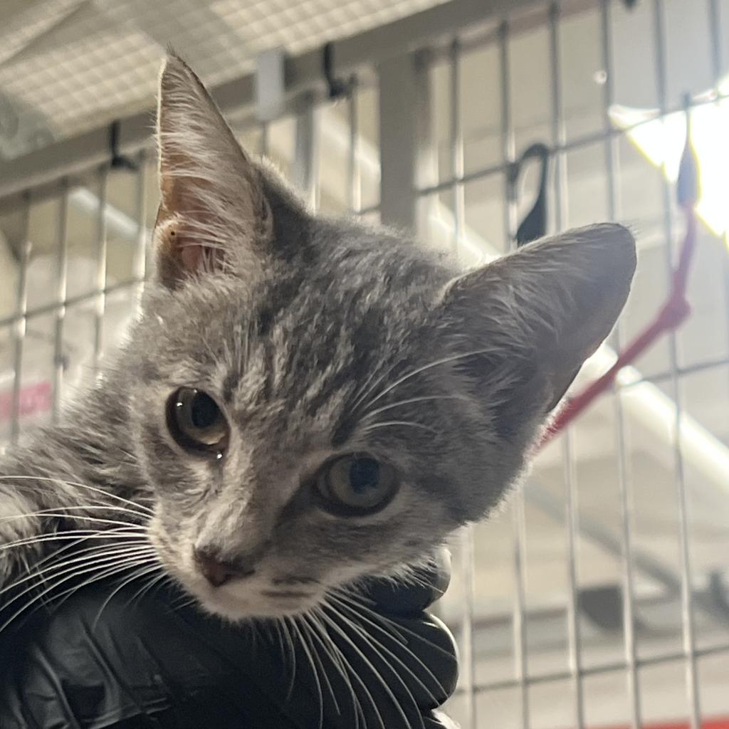 adoptable Cat in New York, NY named Quinn Baby
