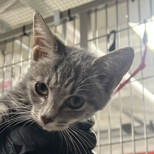 picture of the cat needing adoption