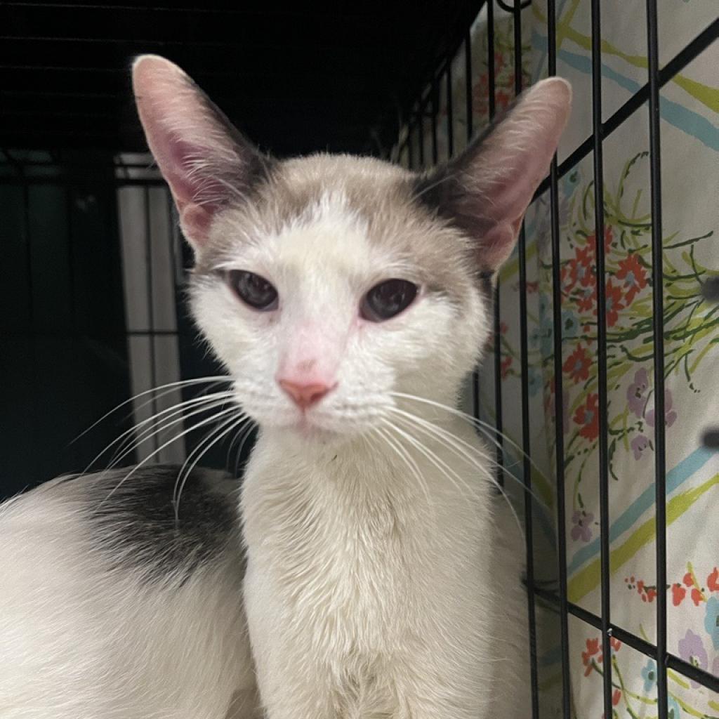 adoptable Cat in New York, NY named Frankie