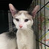 adoptable Cat in  named Frankie