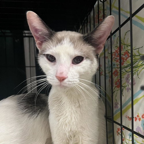 picture of the cat needing adoption