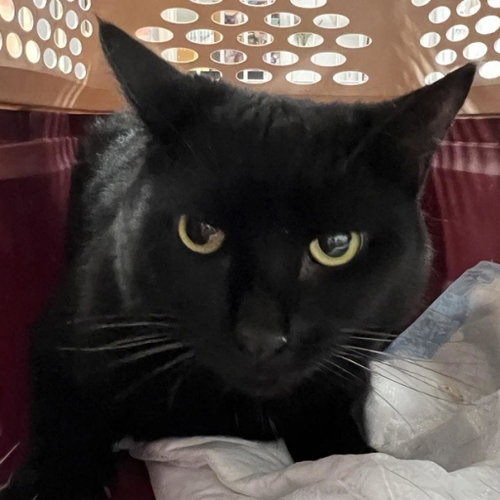 Baghera, an adoptable Domestic Short Hair in New York City, NY