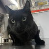 adoptable Cat in New York, NY named Rudy