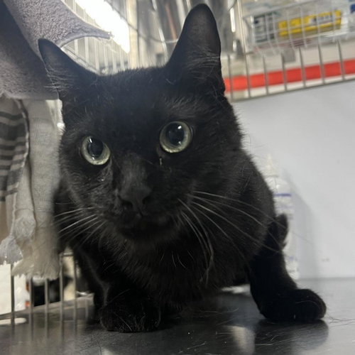 picture of the cat needing adoption