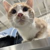 adoptable Cat in New York, NY named Jekyll