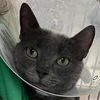 adoptable Cat in , NY named Cordelia