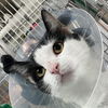 adoptable Cat in New York, NY named Scraggly
