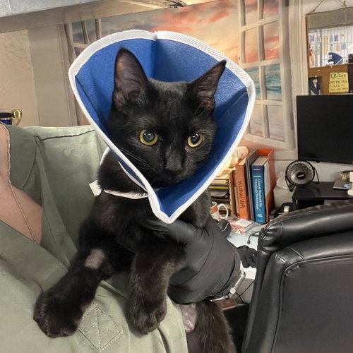 picture of the cat needing adoption